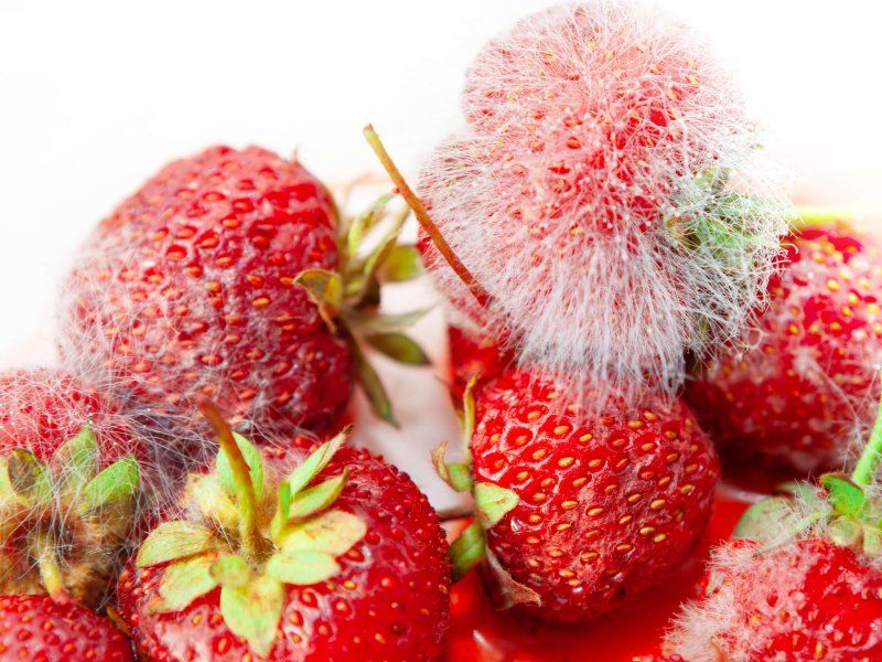 Harvest practices for strawberry